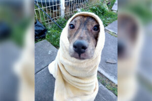 Jornada de esterilización en Villas Oriente