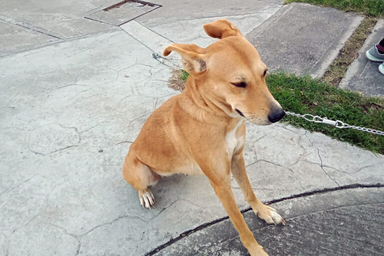 En Villas Oriente, vecinos se organizaron para esterilizar 60 bellos ejemplares.